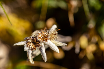 Leontopodium nivale flower growing in mountains, close up	