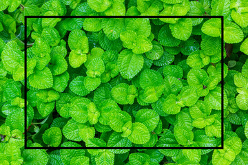 Background from the leaves of Mint.with black stroke lines in the image