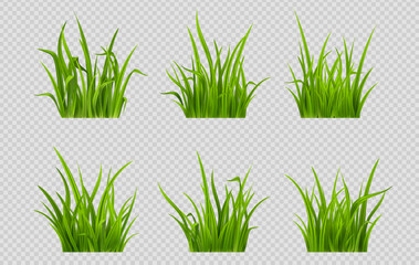 Realistic set of green grass patches png isolated on transparent background. Vector illustration of low plant with narrow leaves growing in garden. Herb for lawn decoration, grazing animals food
