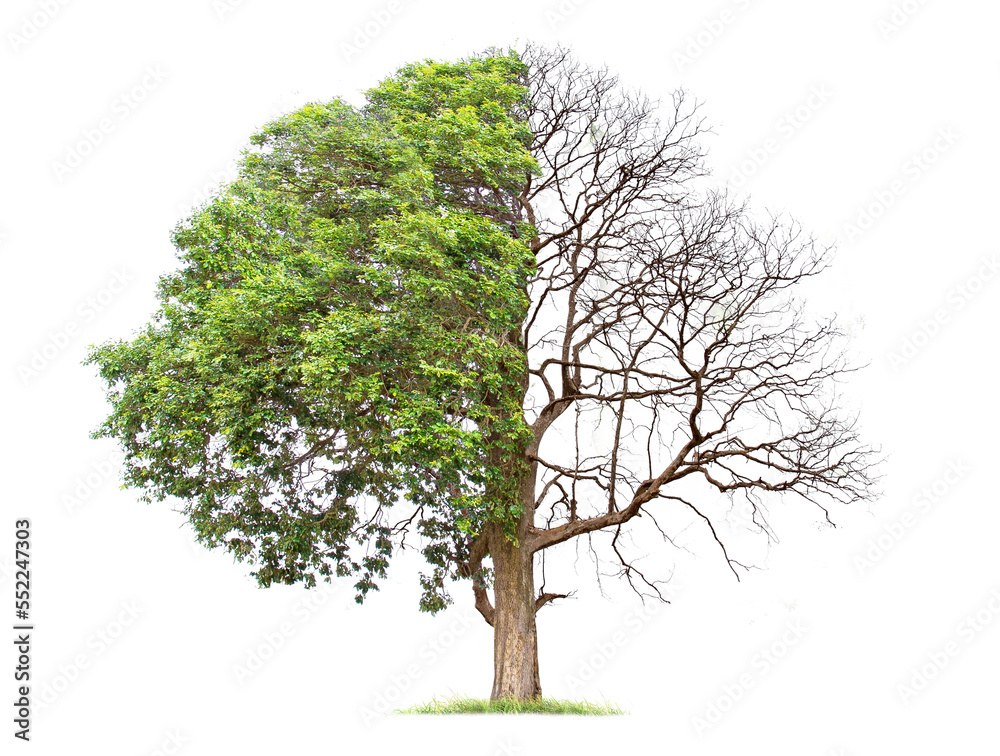 Wall mural concept of doubleness. dead tree on one side and living tree on the different side. isolated on a wh