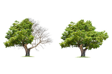 Concept of doubleness. Dead tree on one side and living tree on the different side. Isolated on a...