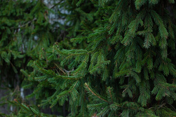 Spruce tree evergreen branches in green forest