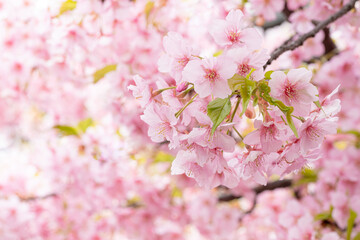 Fototapeta premium 桜神宮の満開の河津桜