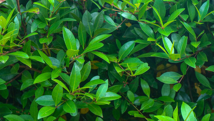 beautiful green foliage as background