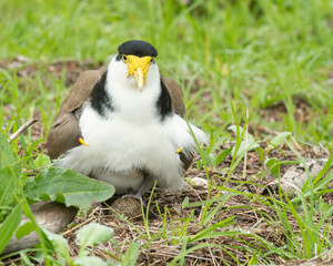 Masked lapwing sitting on an egg.