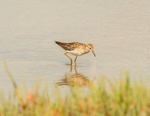 Sharp-tailed Sandpiper (Calidris acuminata)