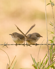 Female surperb fairy wrens