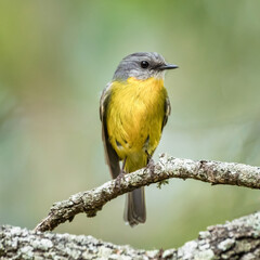 Eastern  yellow robin on a perch