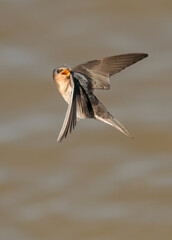 Welcome Swallow in flight with beak open