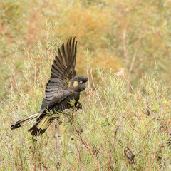 Yellow tailed black cockatoo
