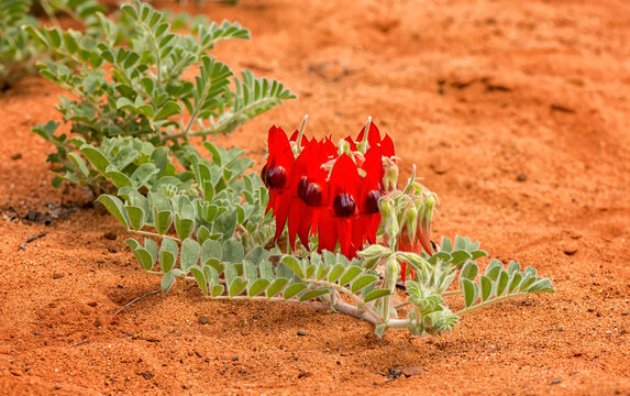 Swainsona formosa, Fabaceae, Sturt's desert pea flower emblem of South Australia often found in the desert.	