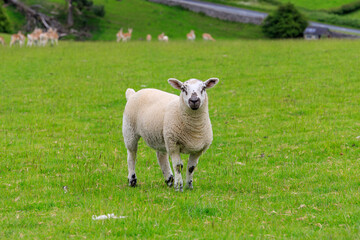 Obraz premium White Sheep