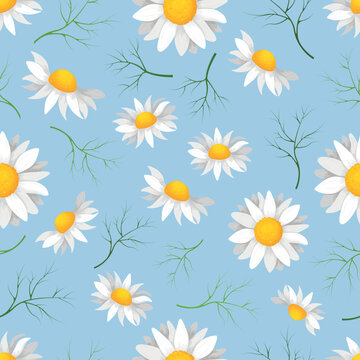 Daisies. Seamless pattern with the image of chamomile flowers. Floral pattern with daisies. Vector illustration