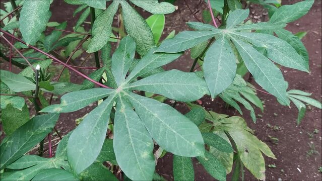 Cassava leaves sway in the wind, cassava leaves contain lots of vitamin C and folate which help boost the immune system
