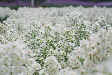 Beautiful field daisy white flowers chamomile, , nature landscape, close-up. Wide format, copy space. Delightful pastoral airy artistic image. Romantic and fresh background. 