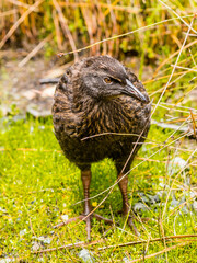 Weka is a flightless bird in New Zealand