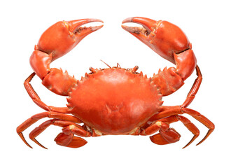 Seafood dish, Boiled Serrated mud crab on white background , Steamed Red Crab seafood Isolate on white PNG File. - obrazy, fototapety, plakaty