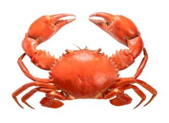 Seafood dish, Boiled Serrated mud crab on white background , Steamed Red Crab seafood Isolate on white PNG File.