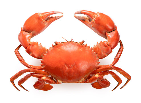 Seafood dish, Boiled Serrated mud crab on white background , Steamed Red Crab seafood Isolate on white with clipping path.