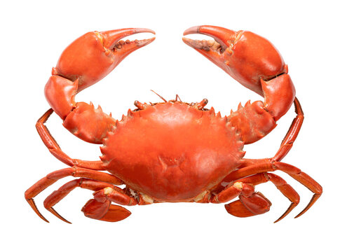 Seafood dish, Boiled Serrated mud crab on white background , Steamed Red Crab seafood Isolate on white PNG File.