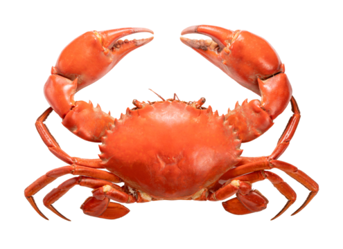 Seafood dish, Boiled Serrated mud crab on white background , Steamed Red Crab seafood Isolate on white PNG File.