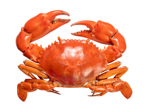 Seafood dish, Boiled Serrated mud crab on white background , Steamed Red Crab seafood Isolate on white PNG File.