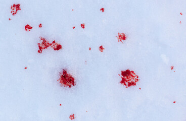 Red blood on white snow