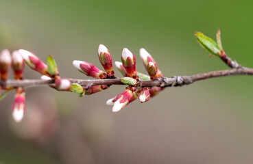 Closed flowers in buds on a cherry tree in spring.