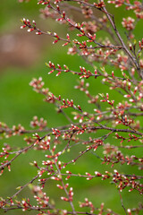 Closed flowers in buds on a cherry tree in spring.