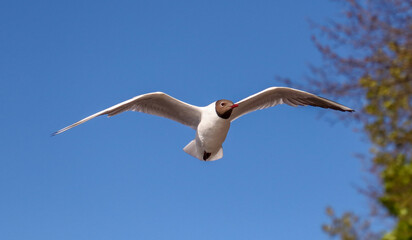 Portrait of a seagull in flight against the sky.