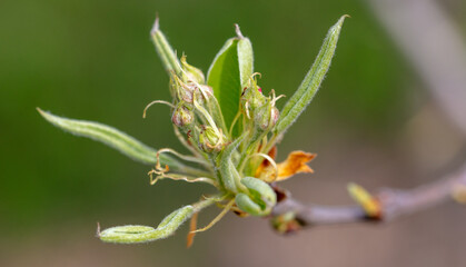 Opening bud on pear branch in spring.