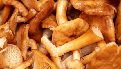 Mushrooms honey agarics as a background.