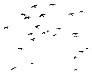 Flock of raven birds isolated on white