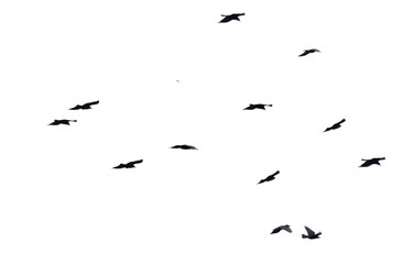 Flock of raven birds isolated on white