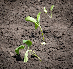 Eggplant seedlings in the ground in the vegetable garden.
