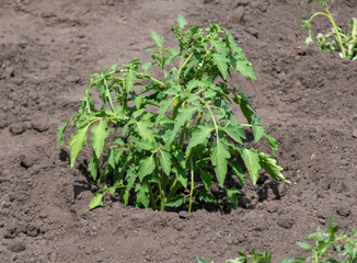 Tomato seedlings in the ground in the garden.