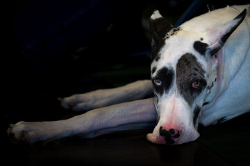 2022-12-07 A BLACK AND WHITE GREAT DANE LYING ON A FLOOR STARING AT THE CAMERA WITH A DARK...