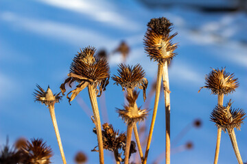 Close up winter abstract of dried and faded coneflower seed hulls and foliage texture
