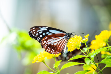 足立区生物園　アサギマダラ