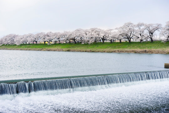 白石川堤一目千本桜