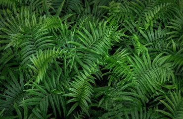 Beautyful ferns leaves green foliage natural floral fern background in sunlight. Bright green fern leaves as background. Selective focus