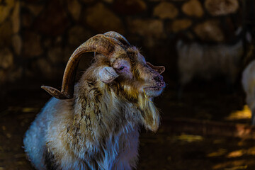 portrait wild goat close up