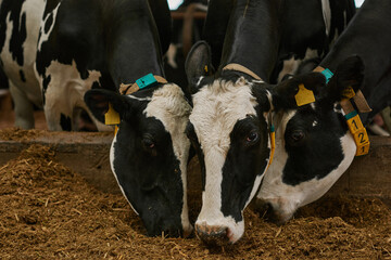 Close-up of black and white domestic cows eating hay in stall on agricultural farm