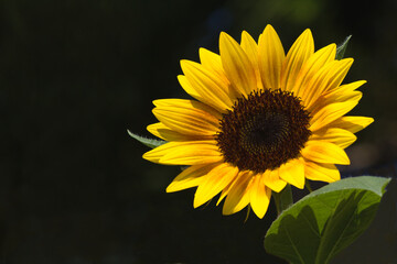 Close-up shot of a bright yellow sunflower blooming on a blurred black background, perfect for backgrounds and textures.