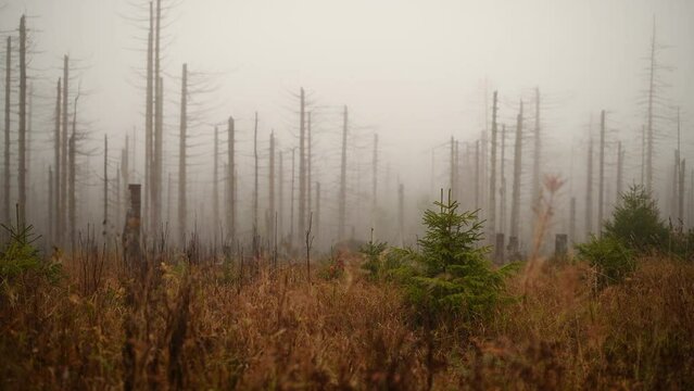 Waldsterben, abgestorbene B&auml;ume im Harz, Deutschland