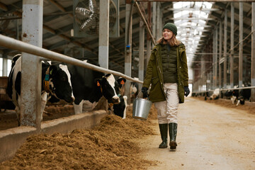 Female farmer with bucket walking along big barn, she feeding the herd of cows on farm
