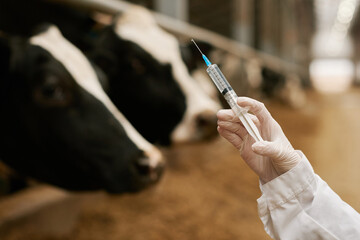 Close-up of vet doctor holding syringe with vaccination and making vaccine to cows on farm - obrazy, fototapety, plakaty