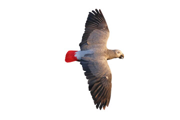 African gray parrot flying isolated on transparent background.