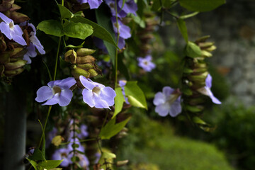 Close-up shot of a vine with blooming purple flowers, clear front and blurred back for background and texture.