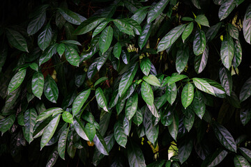 Green leaves nature background. Natural of green tropical leaves in the rainforest in the dark tone.